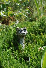 weasel